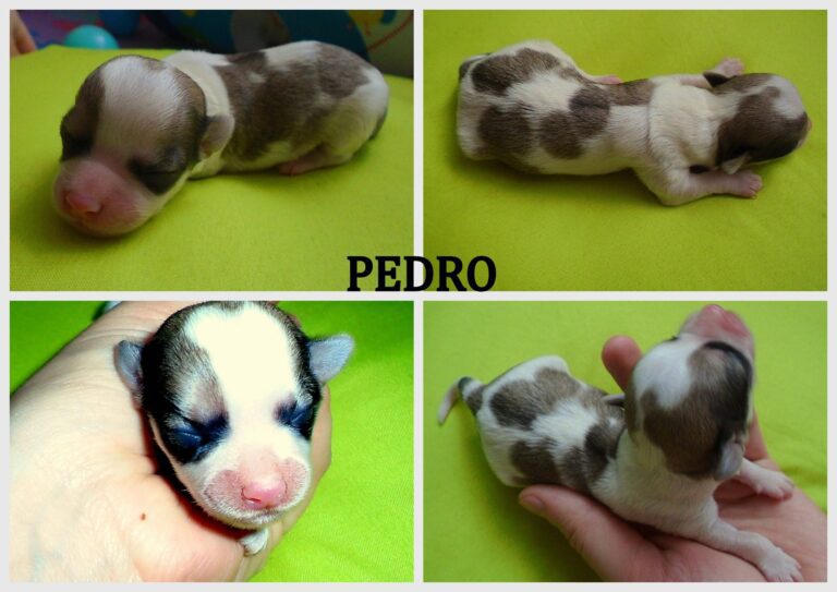 Pedro