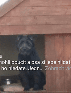 Odchycený pes – vrácen majiteli