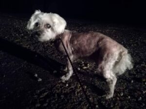 Nalezená maltézačka – vrácena majitelům