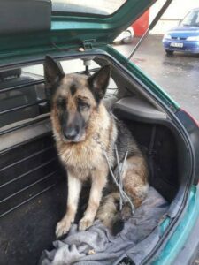 Fena NO – odchycena u Vlásenice