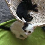 Pozdravy z nového domova: