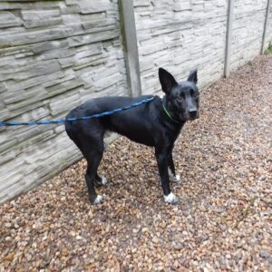 Odchycený pes – Kunemil