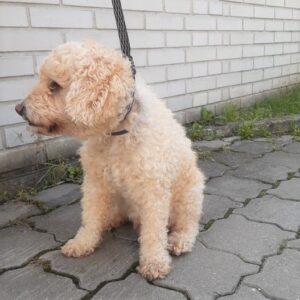 Nalezený pes – Pelhřimov