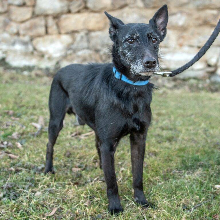 Fousík