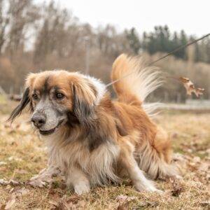 Dash