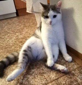 Nalezená kočka – Pelhřimov