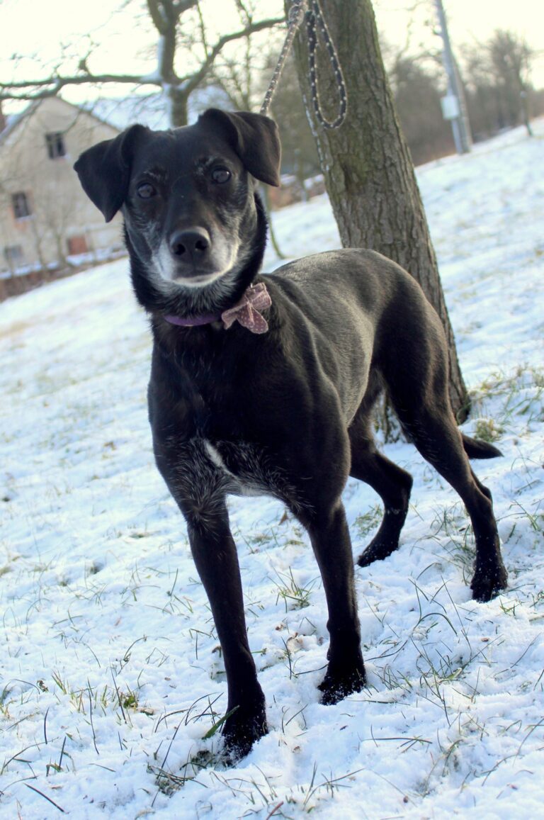 Neli