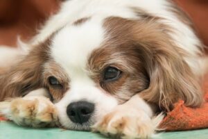 Špunt z Kamenice n. L.