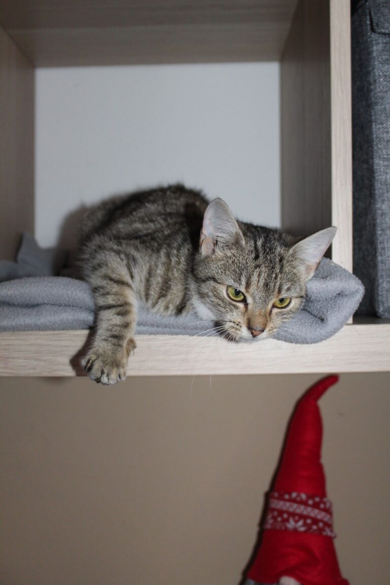 Mařenka