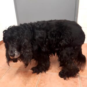 Nalezený pes – Pelhřimov