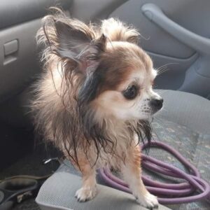 Nalezený čivavák – Pelhřimov