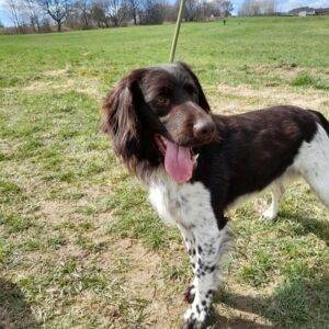 Nalezený pes – Pelhřimov