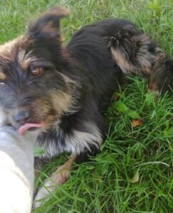 Odchycený pes – Telč