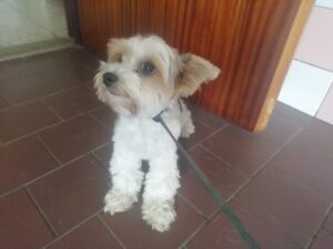 Nalezená fena – Bácovice