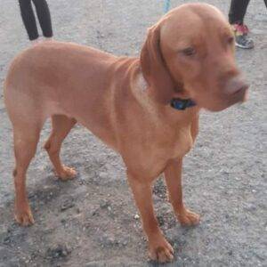 Nalezený pes – Zachotín