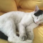 Pozdravy z nového domova: