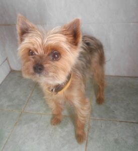 Nalezená fenka yorkshira