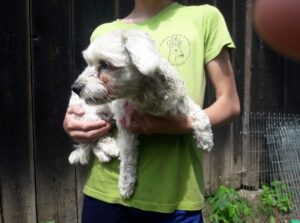 Nalezený kříženec bišonka – vrácen majitelce