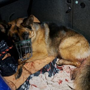 Nalezená fena – Pelhřimov