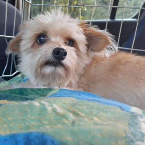 Nalezená fena – Myslotín