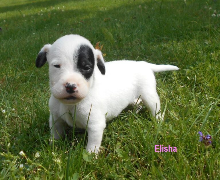 Elisha