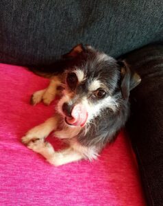 Rikky z Kamenice n. L.