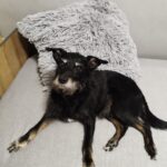 Dex – fotografie 23