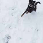 Dex – fotografie 24