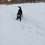 Dex – fotografie 26