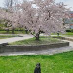 Dex – fotografie 27