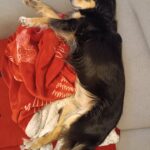 Sid – fotografie 19