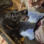 Meg – fotografie 18