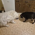 Meg – fotografie 19