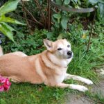 Goldie – fotografie 13