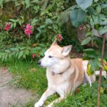 Goldie – fotografie 14
