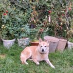 Goldie – fotografie 15