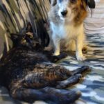 Sunny – fotografie 25
