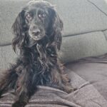 Nessie – fotografie 19