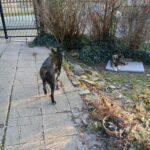 Tracy – fotografie 18