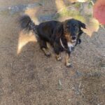 Rocky – fotografie 10