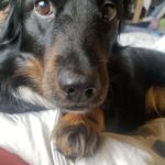 Rocky – fotografie 11