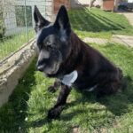Blackie – fotografie 19