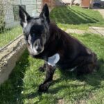 Blackie – fotografie 20