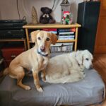 Sany – fotografie 18