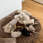 Tai – fotografie 37