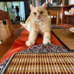 Emil – fotografie 20