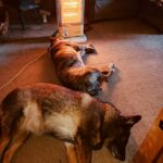 Gilly – fotografie 22