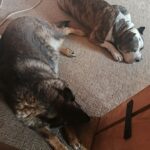 Gilly – fotografie 23