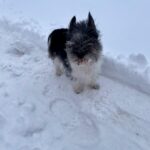 Sisi z Kamenice n. L. – fotografie 7