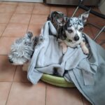 Flek z Kamenice n. L. – fotografie 19